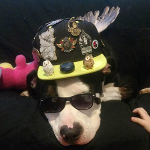 Meet your Posher, Samuel